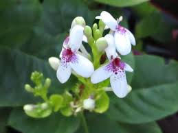 Image result for Pseuderanthemum