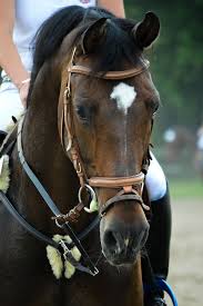 What A Cutie Furs Reiterinnenherz Pferde Reiten Und Reitsport