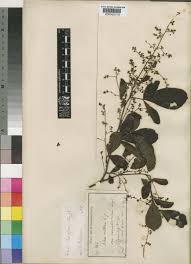 Image result for Searsia longipes