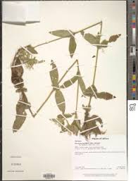 Image result for Virectaria major