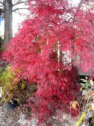 Acer Palmatum Dissectum Tamukeyama Tamukeyama Laceleaf Japanese Maple Deciduous Tree Sun To Part Shade Acer Palmatum Japanese Garden Garden Japanese