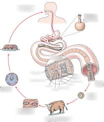 Image result for Beef Tapeworm