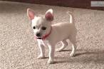 Chihuahua Puppies For Sale - Chihuahua Breed Info ...