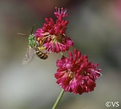 Image result for Eriosema erici-rosenii