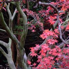 Les fleurs apparaissent principalement mâles. Arbre A Feuilles Rouges Liste Ooreka