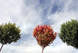 The great collection of pretty fall backgrounds for desktop, laptop and mobiles. Want Pretty Fall Foliage In South Louisiana Here S What To Plant Home Garden Nola Com