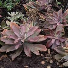 Colors of the plant can be changed from pinks, purples to orange, yellow color. Graptoveria Fred Ives At San Marcos Growers