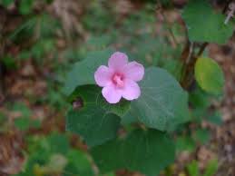 Image result for Urena