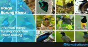 Suara burung sniper ngecall cocok untuk pancingan burung sniper ombyokanподробнее. Harga Burung Tepus Sniper Terbaru Agustus 2021 Tanya Berita