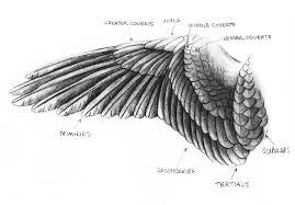 So Many People Forget This While Drawing It Really Annoys Me For No Good Reason Wings Drawing Wings Art Realistic Drawings