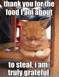 Thank You For The Food I Am About To Steal I Am Truly Grateful Funny Cat Memes Funny Cats Cats