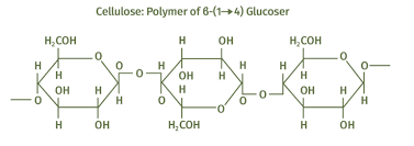Carbohydrates are stored in fhe kiver and musc in the form of. Carbohydrate Is Stored In Liver And Muscles As