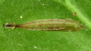 Image result for Stigmella freyella