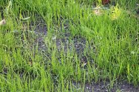 Man sollte möglichst in der tiefer stehenden nachmittagssonne mähen, damit der rasen genug zeit hat. Wann Das Erste Mal Rasen Mahen Nach Aussaat Neusaat Gartendialog De