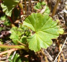 Image result for Pelargonium grossularioides