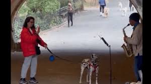 Viral Video: Pet Dog Jams With Street Saxophonist, Internet Cant Stop  Smiling | WATCH