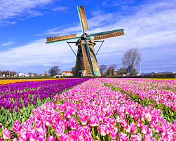 I właśnie to miejsce jest idealnym punktem na mapie stworzonym do. Zdjecie Holandia Wiatrak Keukenhof Lisse Natura Tulipany Kwiat Pole