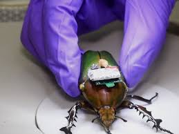 Play around with the minimum size to detect an object slider, and if they're flying fast enough, maybe the wait until trigger delay. Insect Machine Hybrid System Remote Radio Control Of A Freely Flying Beetle Mercynorrhina Torquata Protocol