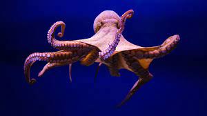 探索章鱼神秘的内心世界：作为章鱼有什么感觉？ - BBC News 中文