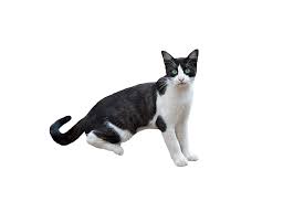 Freie kommerzielle nutzung keine namensnennung top qualität. Png Cat Katzenartige Kostenloses Foto Auf Pixabay