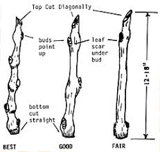 Image result for grapevine cuttings