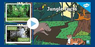 Jungle and manuel darquart — birds of paradiso (back to mine : Kindergarten Jungle Facts Powerpoint Teacher Made
