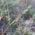 Image result for Alloteropsis semialata