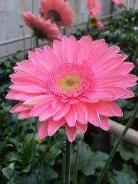 Pin By Samir Shawky On The Garden Gerbera Flower Amazing Flowers Beautiful Flowers