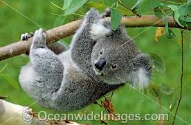 Koala Hanging From A Eucalypt Gum Tree Branch Photo 24t5011 32 Australian Wildlife Koala Koala Bear