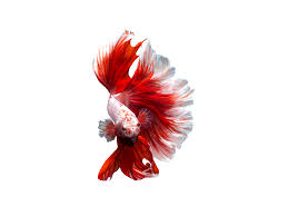 Learn how to care for siamese fighting fish, also known as betta fish, with these tips about origins, habitat and care common names: How To Respond To Ill Betta Fish Boston Herald