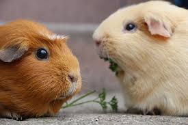Guinea pig ginger with a shopping cart. 700 Free Guinea Pig Pet Images