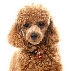 I have 4 beautiful miniature poodles for sale. Poodle Toy Or Tea Cup Puppies For Sale Adoptapet Com
