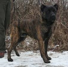 Cao De Fila De Sao Miguel Rare Dog Breeds Rare Dogs Dog Behavior