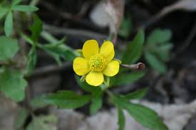 Image result for Ranunculus oreophytus
