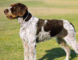 Maybe you would like to learn more about one of these? 8 German Shorthaired Pointer Mix Breeds The Popular And Adorable Hybrid Dogs Petpress