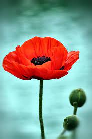 Red Poppy By Cdudak Flower Pictures Poppy Flower Red Poppies