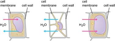 We did not find results for: Plasmolysis An Overview Sciencedirect Topics