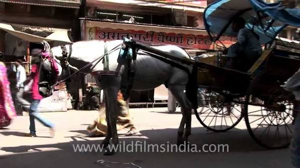 Horse-drawn cart in Haridwar