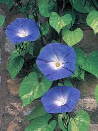 The Best Vines To Grow On Arches And Pergolas Climbing Flowers Blue Flowers Garden Planting Flowers