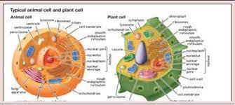 Check spelling or type a new query. Cell Structure Www Entelki In