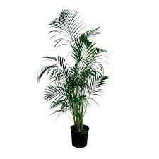 Image result for Dypsis lutescens