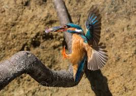 Home › self catering holiday accommodation near camel trail in cornwall england uk. Wildlife At Butterwell Farm Butterwell Farm Fishery Bodmin Cornwall