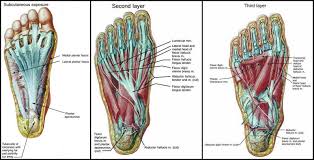 Muscles Of The Foot Chart