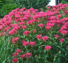 Image result for Monarda didyma