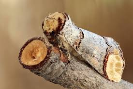 Asapscience Photo Moth Insects Weird Animals