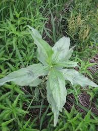 Image result for Persicaria senegalensis