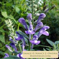 Image result for Scutellaria violascens