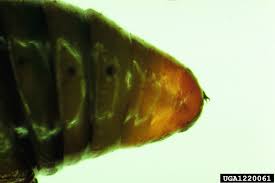 Image result for Operophtera fagata