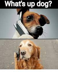 Pin On Funny Dogs And Cats