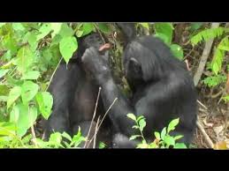 не женюсь я не женюсь ой мама не женюсь Ne Zhenyus Ya Ne Zhenyus Oj Mama Ne Zhenyus Prikoln Youtube Yumoristicheskie Video Smeshnye Fotografii Zhivotnyh Smeshno